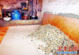 作坊非法加工下腳料炸魚 從采購到銷售全鏈條風險警覺